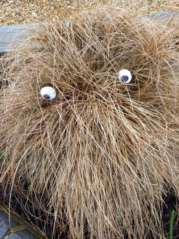 Eyeballs - Image 2